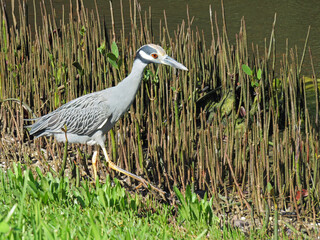 Yellow Crowned Night Heron Ding Darling Sanibel Florida