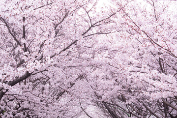 만발한 벚꽃나무 풍경