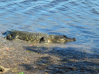 Alligator at Ding Darling National Wildlife Refuge Sanibel Florida