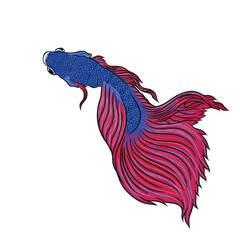 beta fish with illustration design for poster or t-shirts design