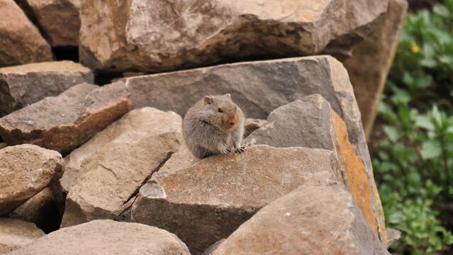 Soft rotund rodent sits on rocks, alert to dangers. Lesotho Africa