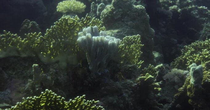Callyspongia Sponge Coral or Colonial tube-sponge (siphonochalina siphonella) in The Reef of The Red Sea , Callyspongia is a genus of demosponges in the family Callyspongiidae.