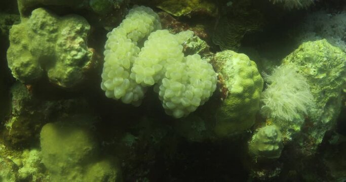 Plerogyra Sinuosa Coral ,is a jelly-like species of the phylum Cnidaria. It is commonly called "bubble coral" due to its bubbly appearance.