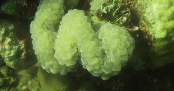 Plerogyra Sinuosa Coral ,is a jelly-like species of the phylum Cnidaria. It is commonly called "bubble coral" due to its bubbly appearance.