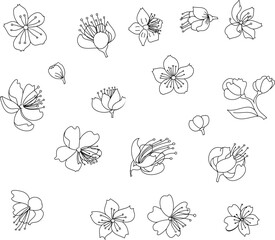 Peach flower and cherry blossom set.Sakura vector set.isolate and golden flower.