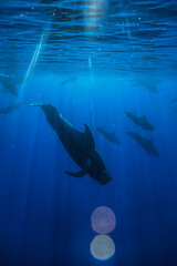 Pilot Whales Swimming Down in Hawaii 