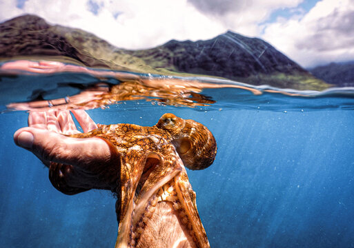 Holding a Live Octopus in Hawaii 