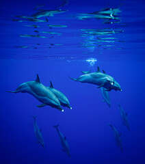 Wild Spotted Dolphins Swimming by in Hawaii 