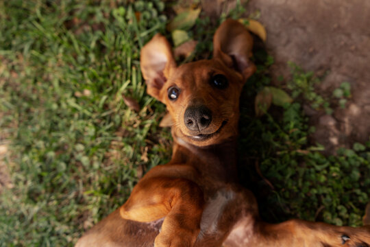 Portrait of a cute dachshund dog