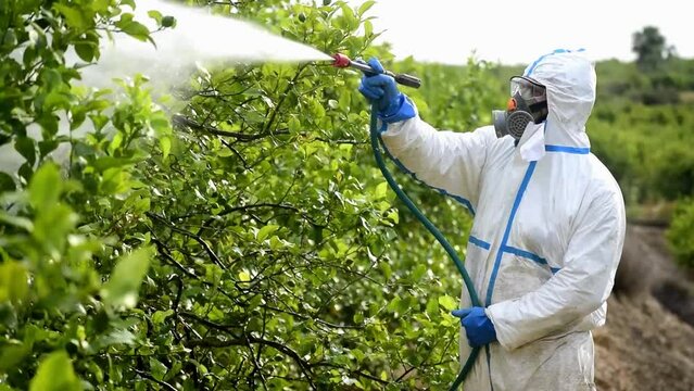Weed control spray fumigation. Industrial chemical agriculture. Man spraying toxic pesticides, pesticide, insecticides on fruit lemon growing plantation, Spain. Man in mask fumigating.