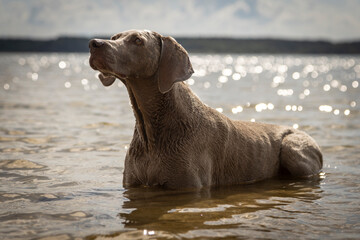 dog laying in the water