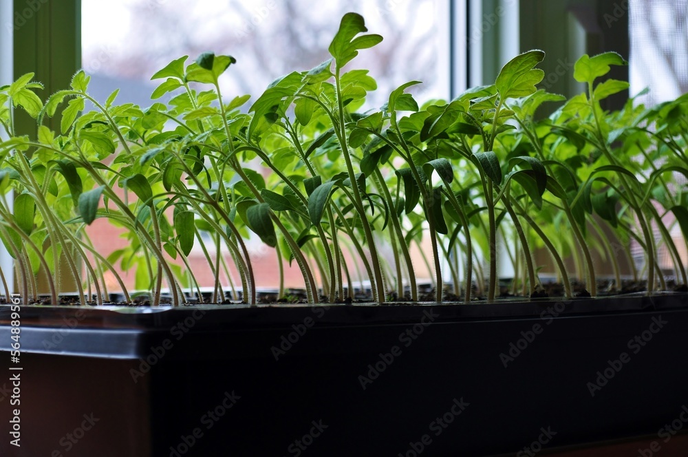 Wall mural tomato seedlings growing toward the sunlight on windowsill.