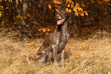 hunting dog in the forest