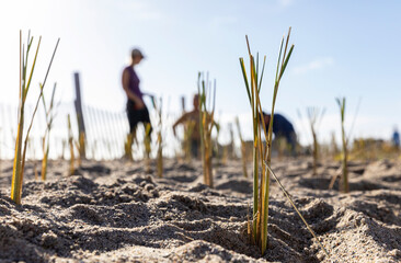 Obraz premium Community public Dune Grass Planting Conservation Project at Beach 