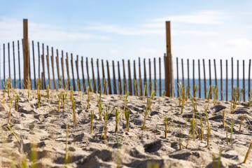 Community Dune Grass Planting Conservation  Beach horizon