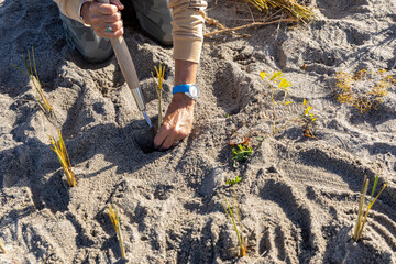 Fototapeta premium Senior Citizen Dune Grass Planting Conservation Project at Beach 