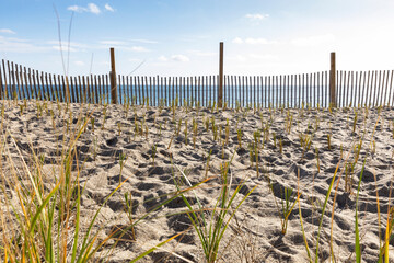 Community Dune Grass Planting landscape Conservation Project at Beach 