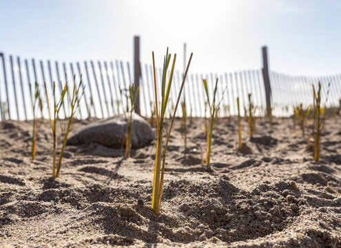 Community Dune Sand Grass Planting Conservation Project At Beach 