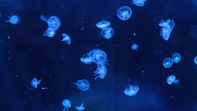 sea moon jellyfish floating in a translucent blue light color on a dark background. Aurelia Aurita swims under water, removes the moving pattern of a glowing jellyfish.4K space video