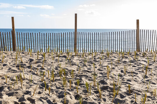 Community Dune Fence Grass Planting Conservation Project at Beach 