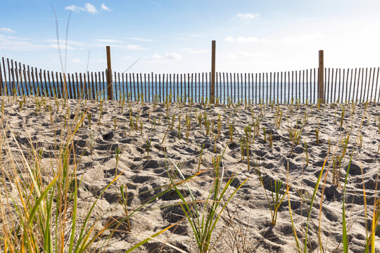Community Dune Grass Planting landscape Conservation Project at Beach 