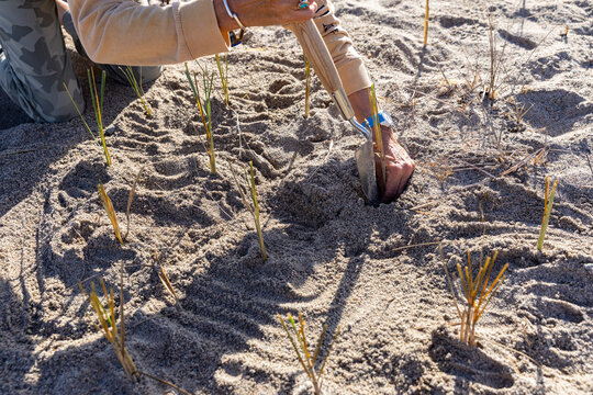 Public  Dune Grass Planting Conservation Project at Beach 