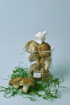 Mushrooms in a laboratory becker glass