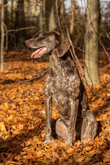 hunting dog in the woods