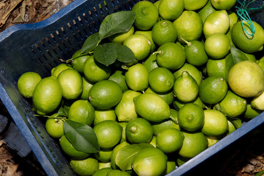 Harvesting lemons