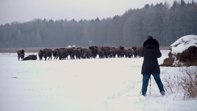 Wildlife Photographer taking pictures to european bison in the forest of Bialowieca national park, Poland at winter.