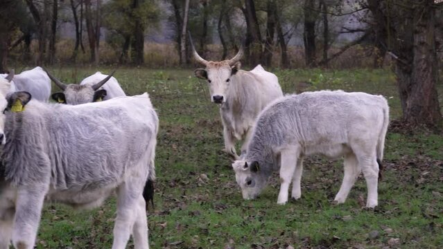 Group of grey cattles grazing out in the wild