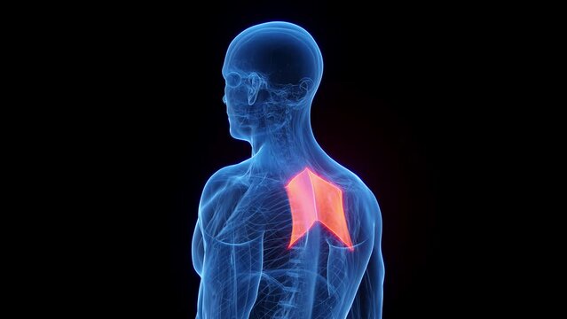3D rendered medical animation of a man's rhomboid major