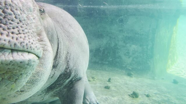 Sleeping hippopotamus floating in the water in the sunlight