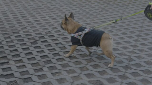 French bulldog walkin on an automatic leash wearing a black sweatshirt