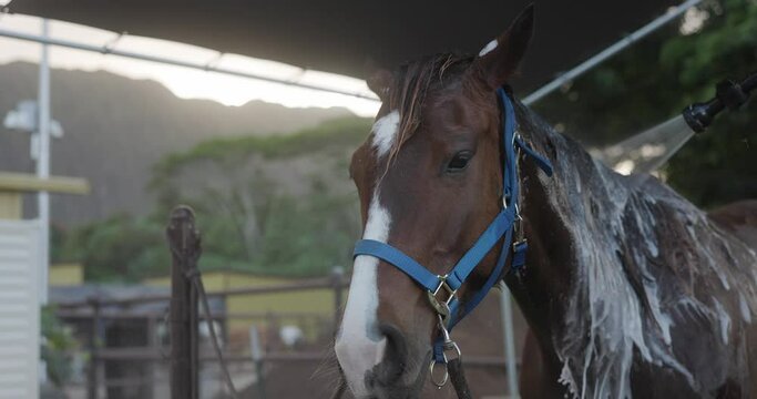 Girl wash horse in farm stables