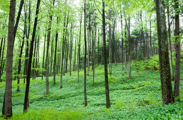 Fototapeta na wymiar deciduous forest with wild garlic meadow,