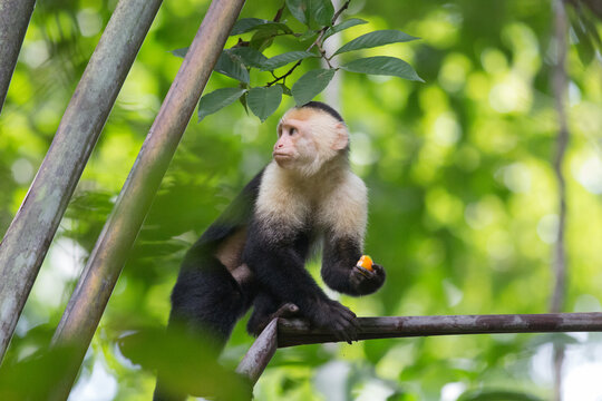 Climbing Capuchin