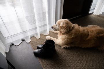 Dog Waiting for His Owner At Corridor