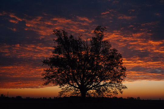 Lonely tree at dawn