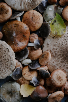 A scattering of autumn mushrooms on the table