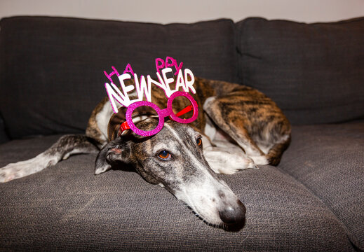 Funny cute hound dog with Happy New Year party head accessory on couch
