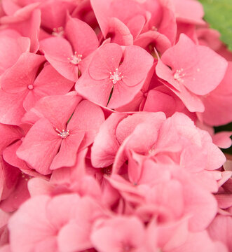 Hydrangea