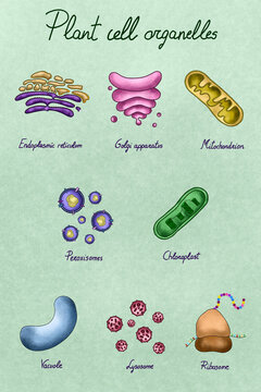 Collection of plant cell organelles illustration