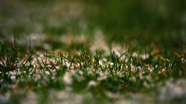 Background with the first snow on green grass in winter. Selective focus. 