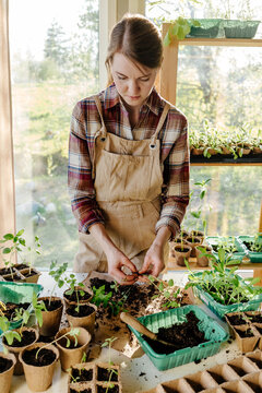 Female gardener separating seedling roots