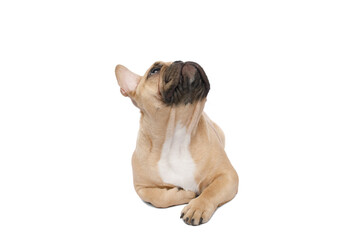 French bulldog lying with paws, looking up on isolated white background