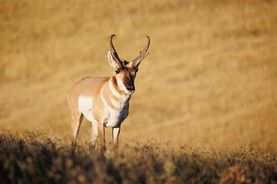 Pronghorn Antelope