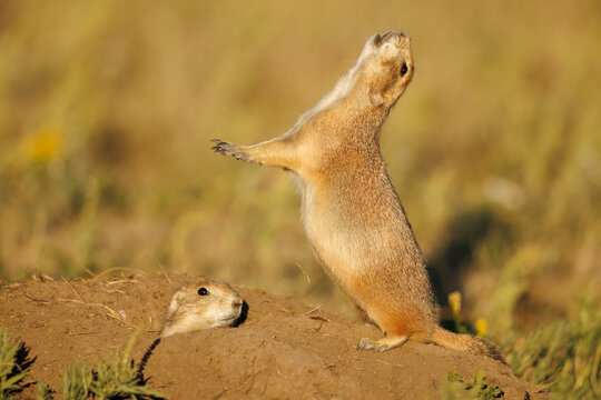 Two Prarie Dogs