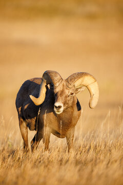 Bighorn Sheep