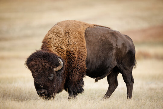American Bison